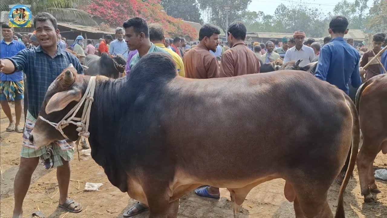 @ 1/3/2026|| মাংসের (ওজন সহ) ও পালার ষাঁড় গরুর দাম কাহারোল হাটে||