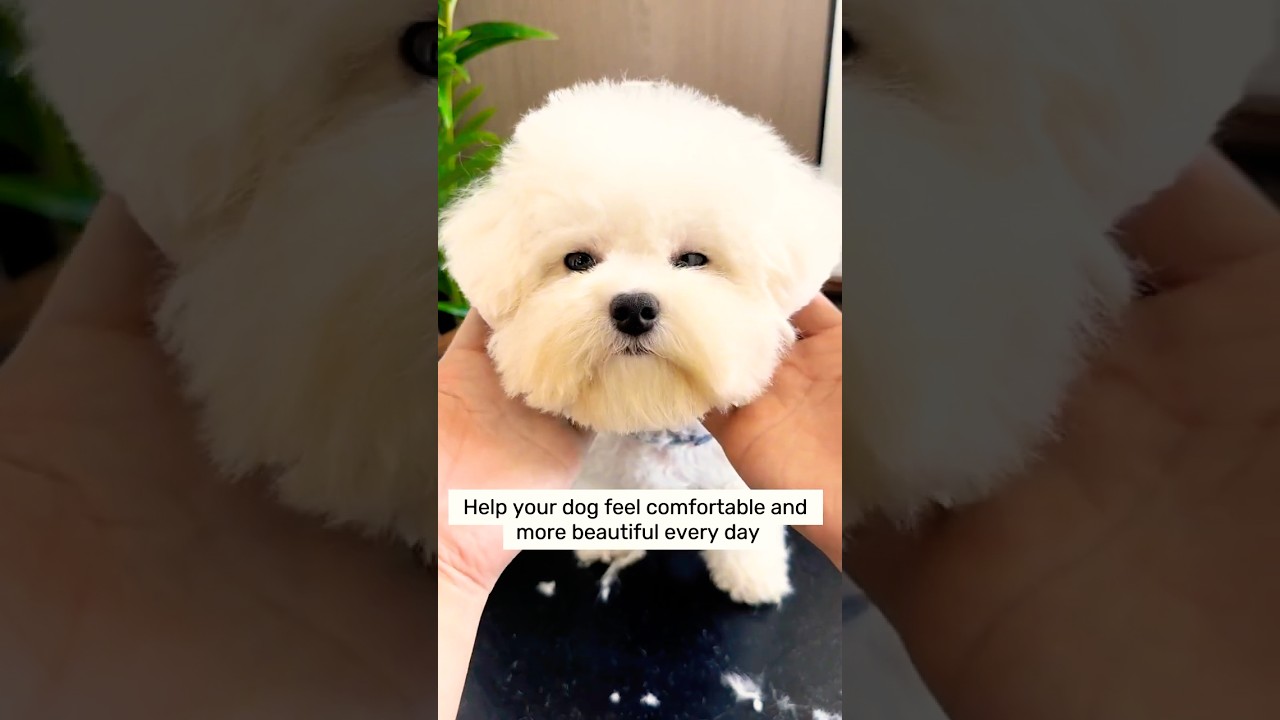 DIY Pet Grooming Made Easy With These Simple Steps!