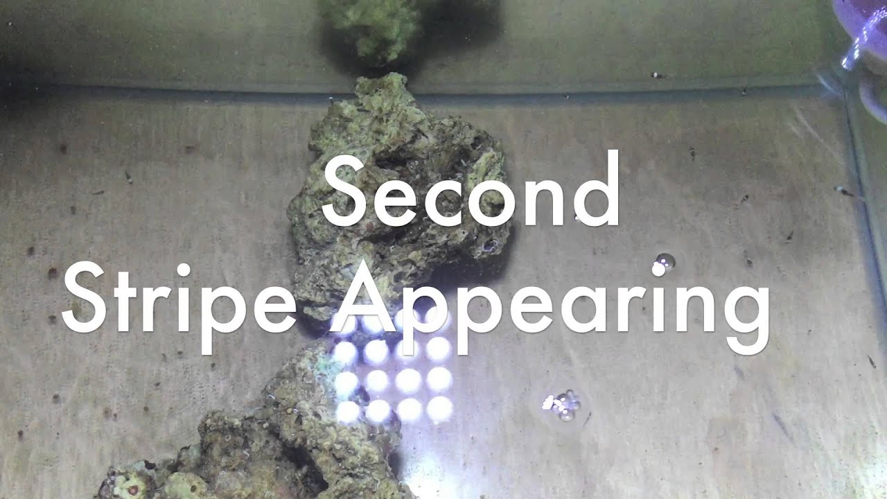 CLOWNFISH EGGS - HATCH TO 8 WEEKS OLD - MOCHA CLOWNFISH FRY METAMORPHOSIS - BLUETANG