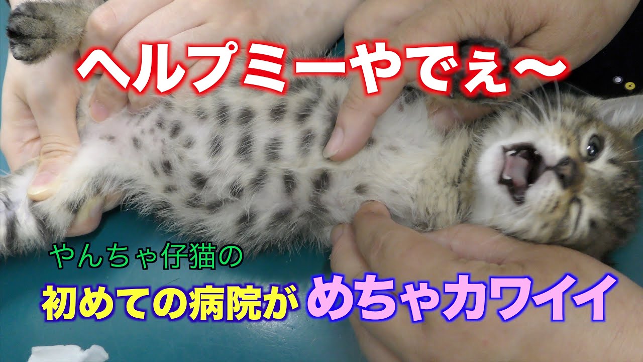 初病院。とにかくカワイイ仔猫が尊いんですけど！！