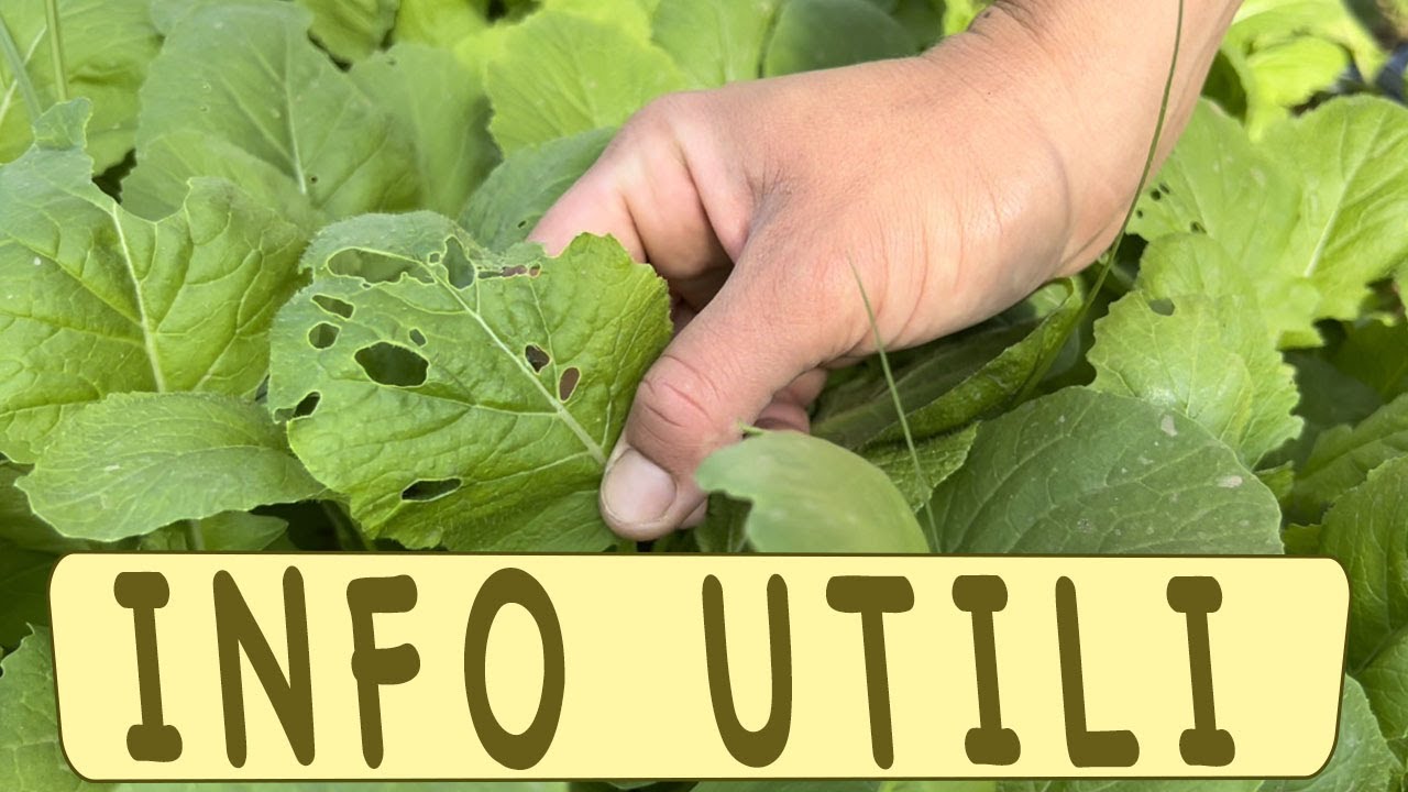 coltivazione RAPE e CIME di RAPA