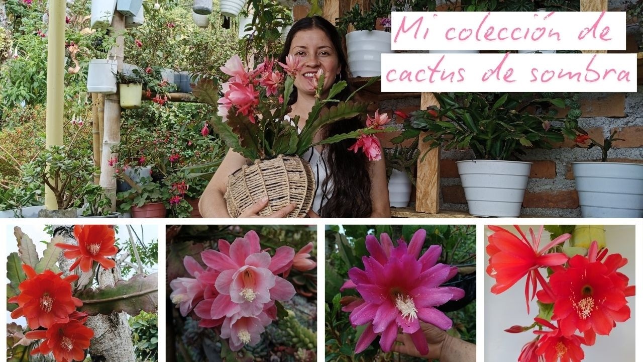 Mi colección de cactus de sombra |  Jardín Diaz
