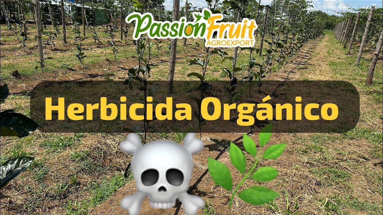 Herbicida orgánico 🌱☠️ Organic herbicide