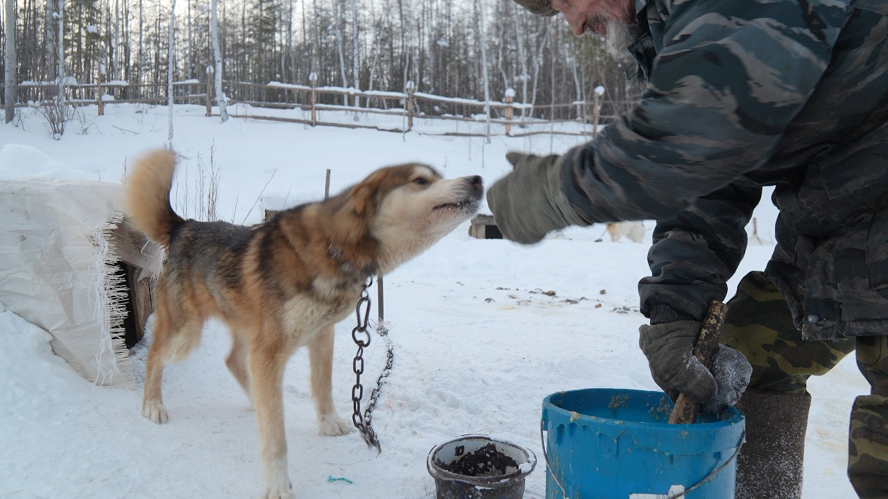 Собаки, медведи и реальная жизнь за этим | Якутия
