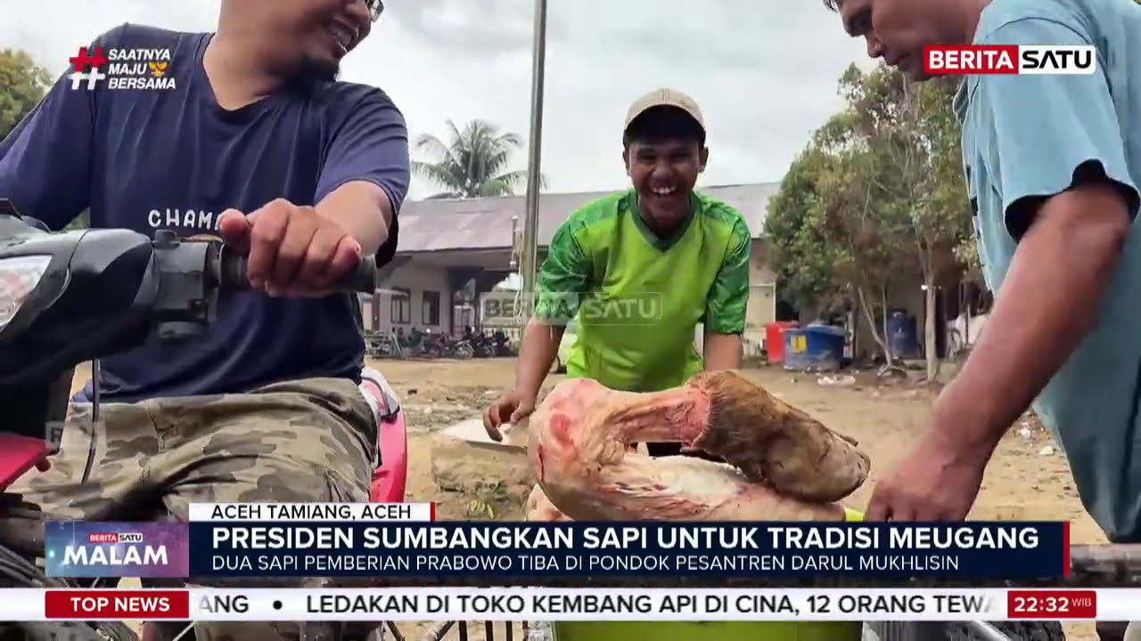 Dua Sapi Jumbo dari Prabowo Sambut Tradisi Meugang di Aceh Tamiang #beritasatu