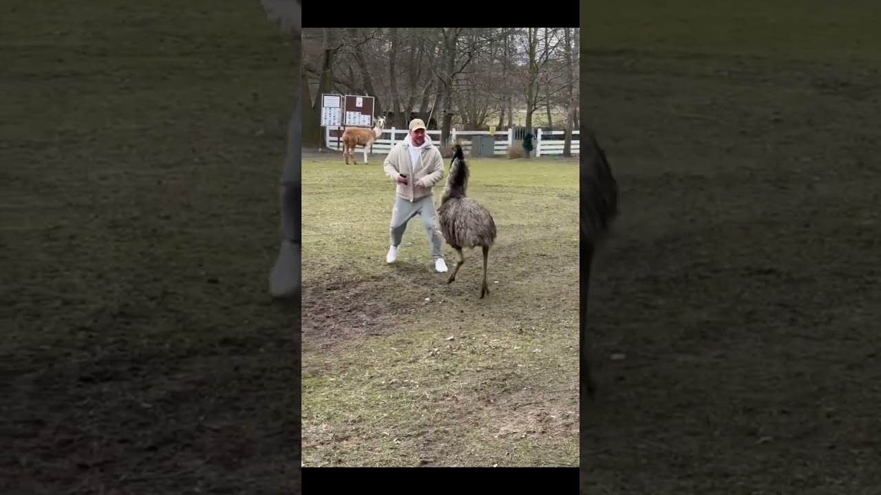 Emu chasing a man 😬😬😬 viral video #shorts