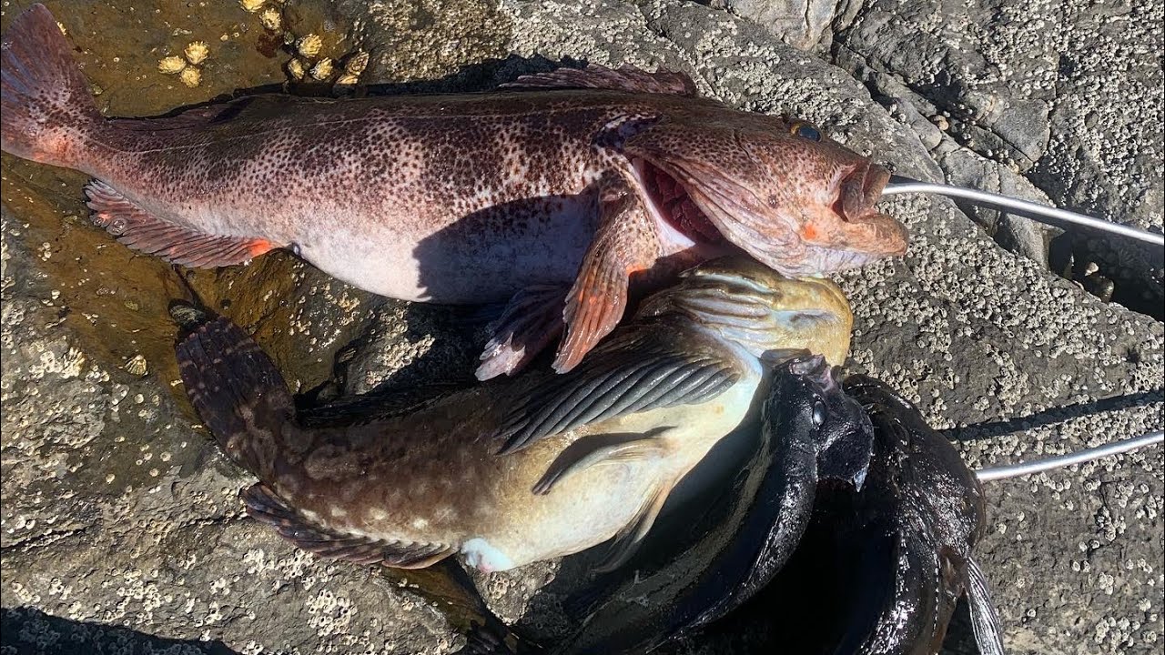 Rockfishing Huge Lingcod rockfish on swimbait from shore!!!