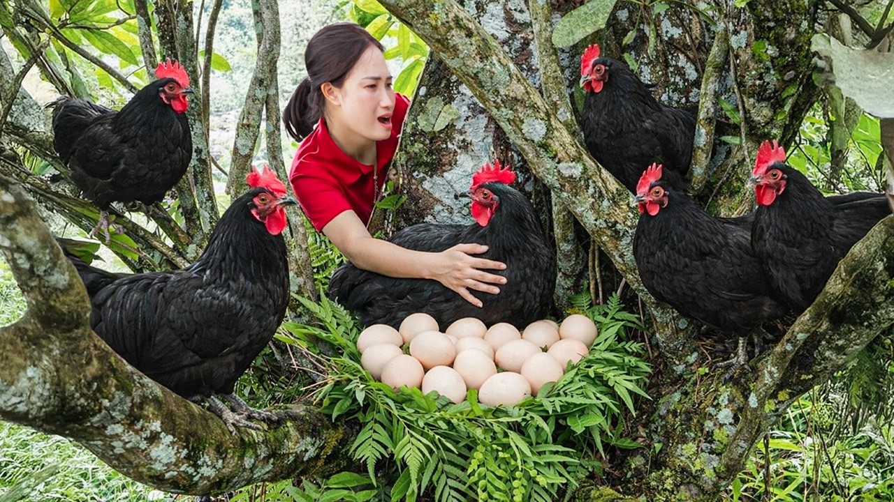 Harvesting Giant Black Wild Chicken & Eggs in Deep Forest, Cook Spicy Egg Soup | Living Off the Grid