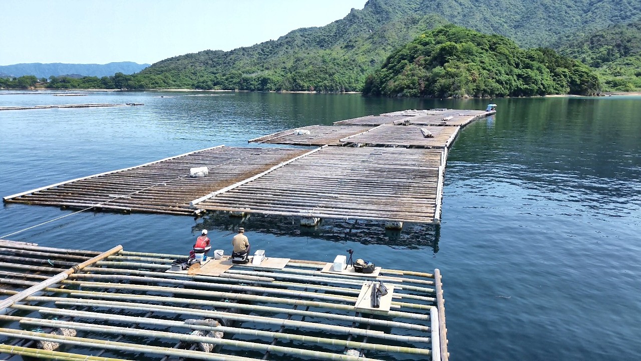 瀬戸内海の筏でかぶせ釣りしたら幻となったあの魚が…