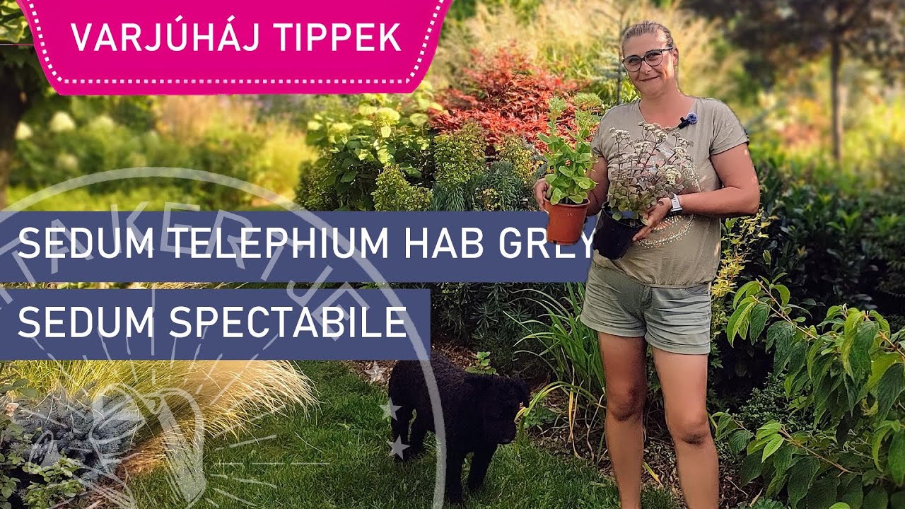 Varj&uacute;h&aacute;j (Sedum) METSZ&Eacute;SE Gondoz&aacute;sa &eacute;s Szapor&iacute;t&aacute;sa 🌸 