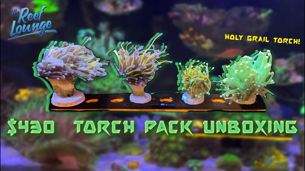 $430 TORCH CORAL UNBOXING!! Reef Lounge review