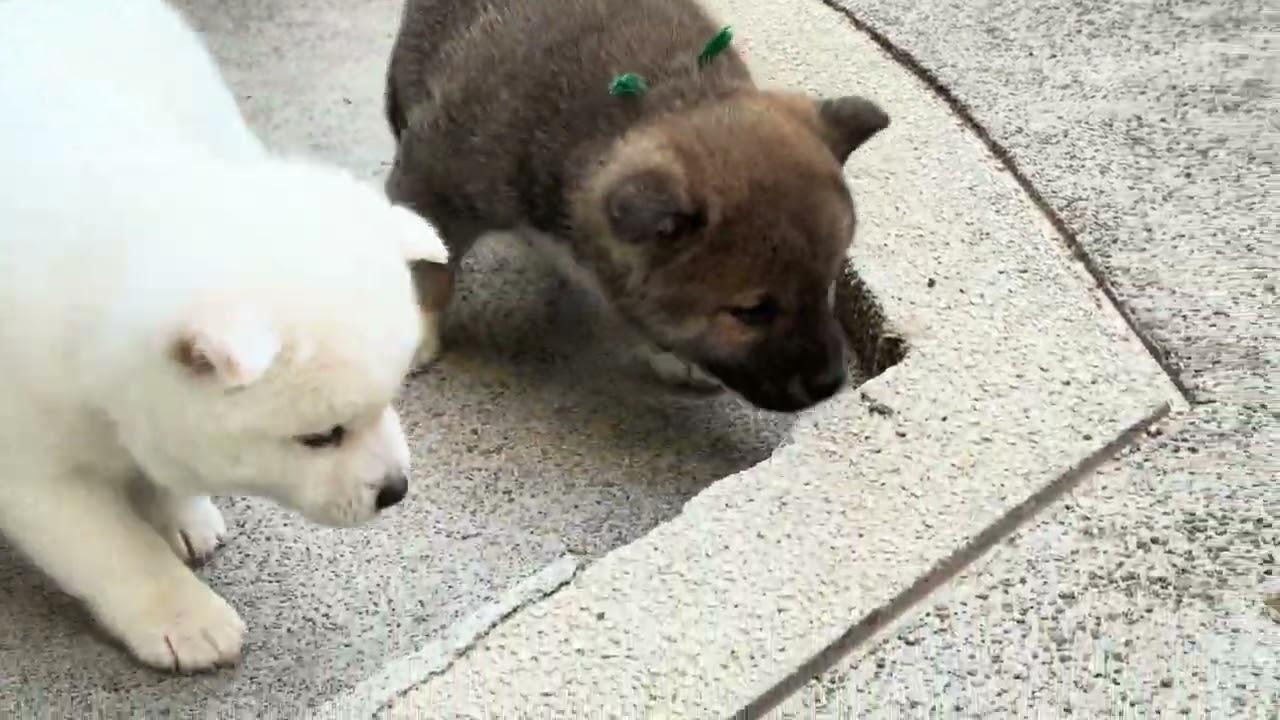 2025.12.05生まれの月咲の子犬達、お外に出ました。