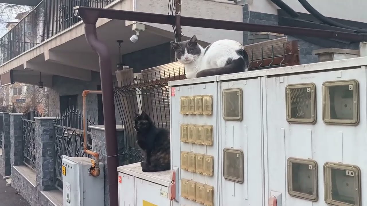 Cats 🐈 on the counters, real inspectors / Котики 🐱 на счётчиках, настоящие проверяющие ++ #cat #cats