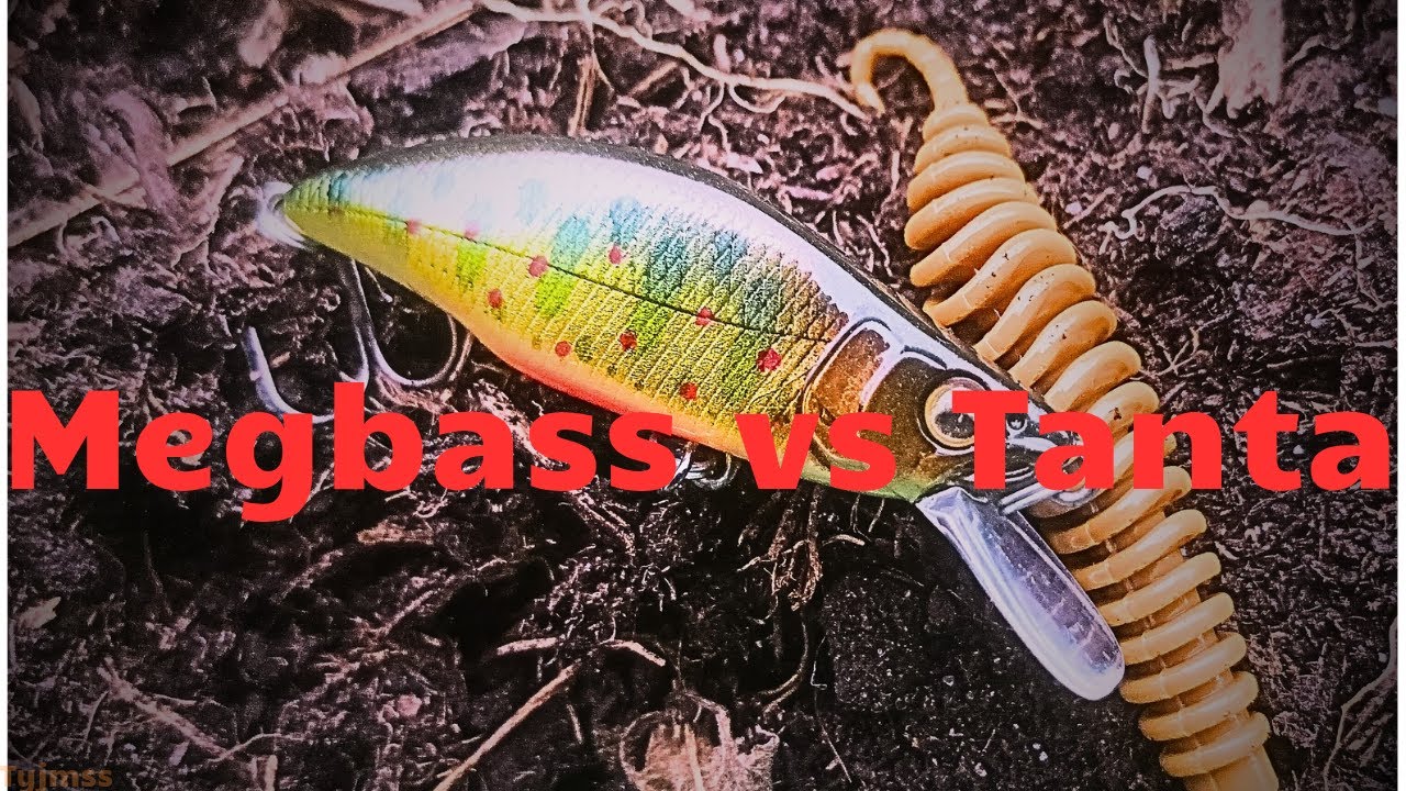 Megabass vs tanta na pstrągach