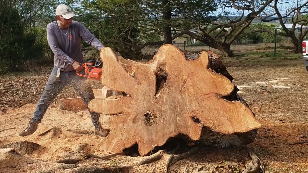 Cross-cutting huge log with Japan's largest chainsaw! Echo CS1201 116cc beast!