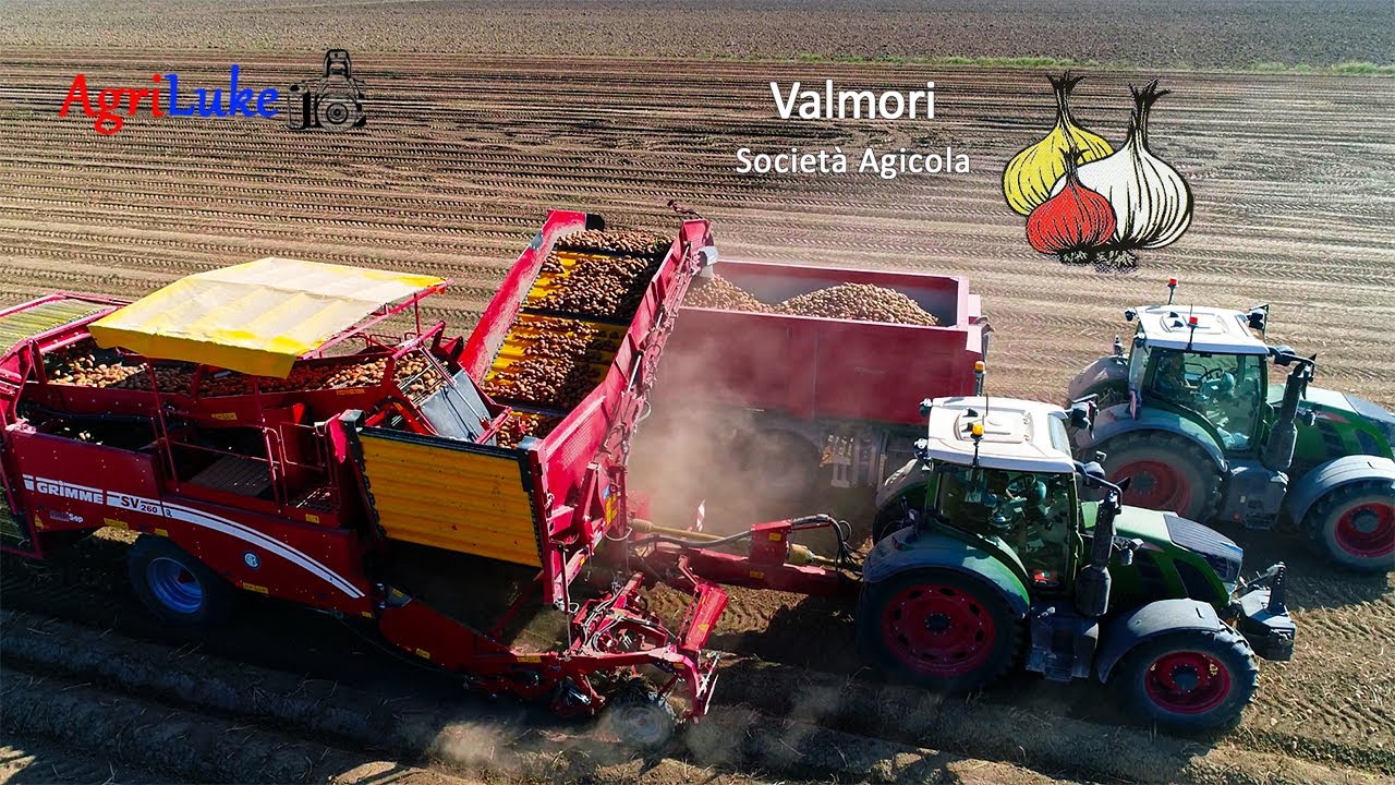 Grimme SV260 MultiSep NonStopBunker - Fendt 516 | Raccolta Patate 10 km/h | Az. Valmori