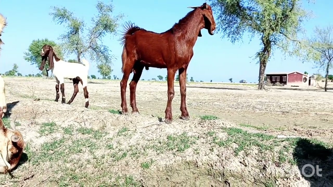 Goat couple having fun