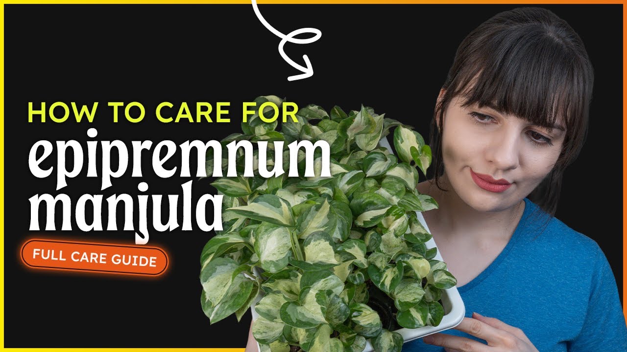 Epipremnum Aureum 'Manjula' Care (Manjula Pothos)