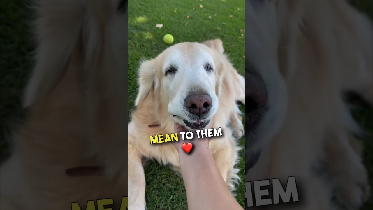 Старые собаки самые милые ❤️😭 #шорты