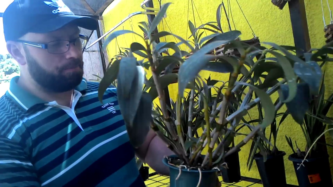 Construindo um orquidário em casa o fim