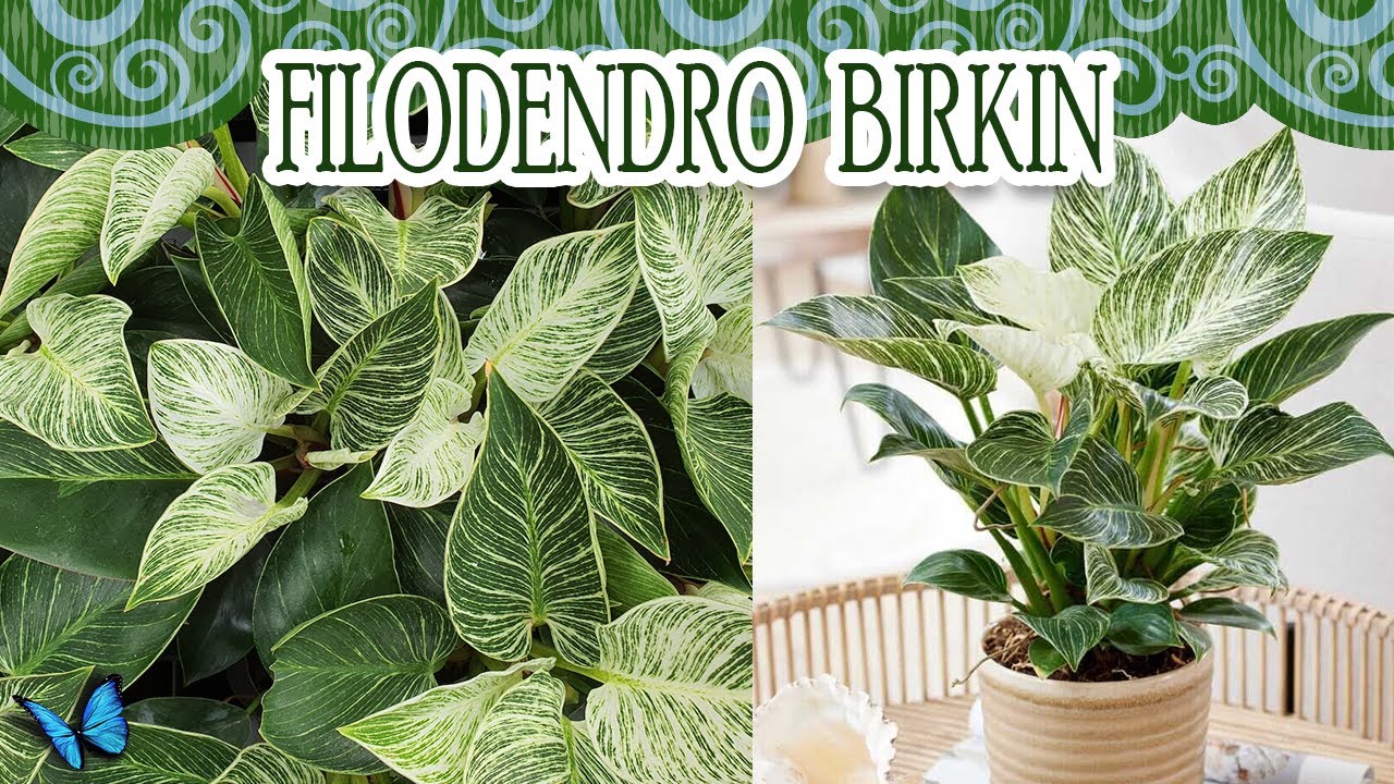 FILODENDRO BIRKIN - TUDO SOBRE O SEU CULTIVO!