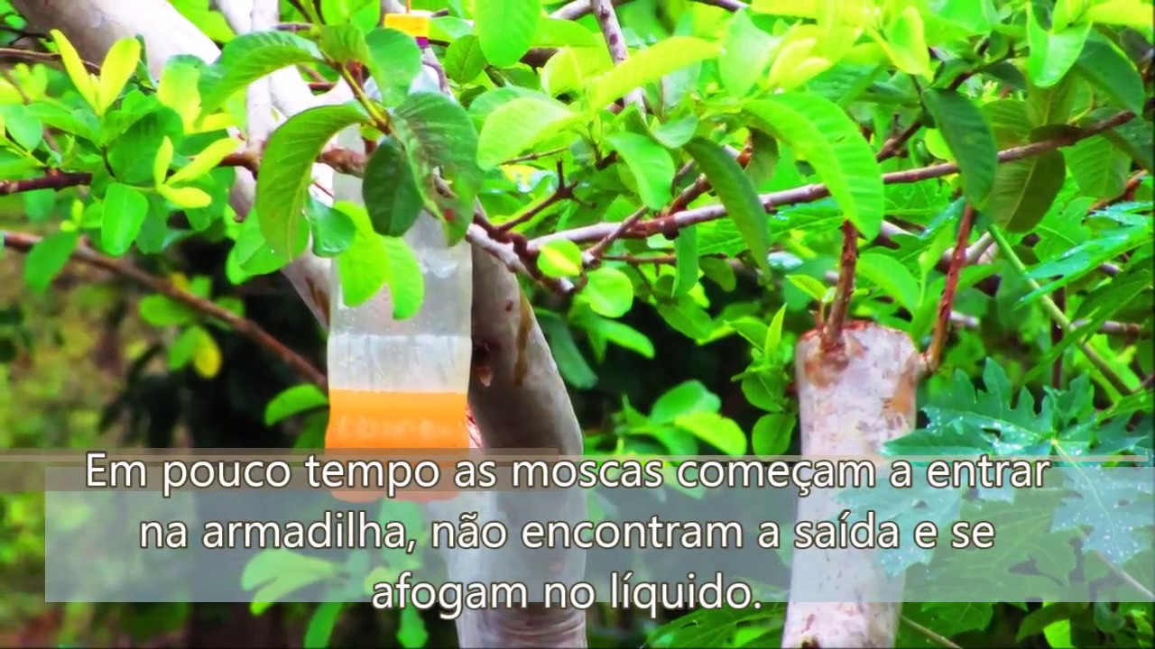 Armadilha para mosca das frutas - Sisteminha Embrapa