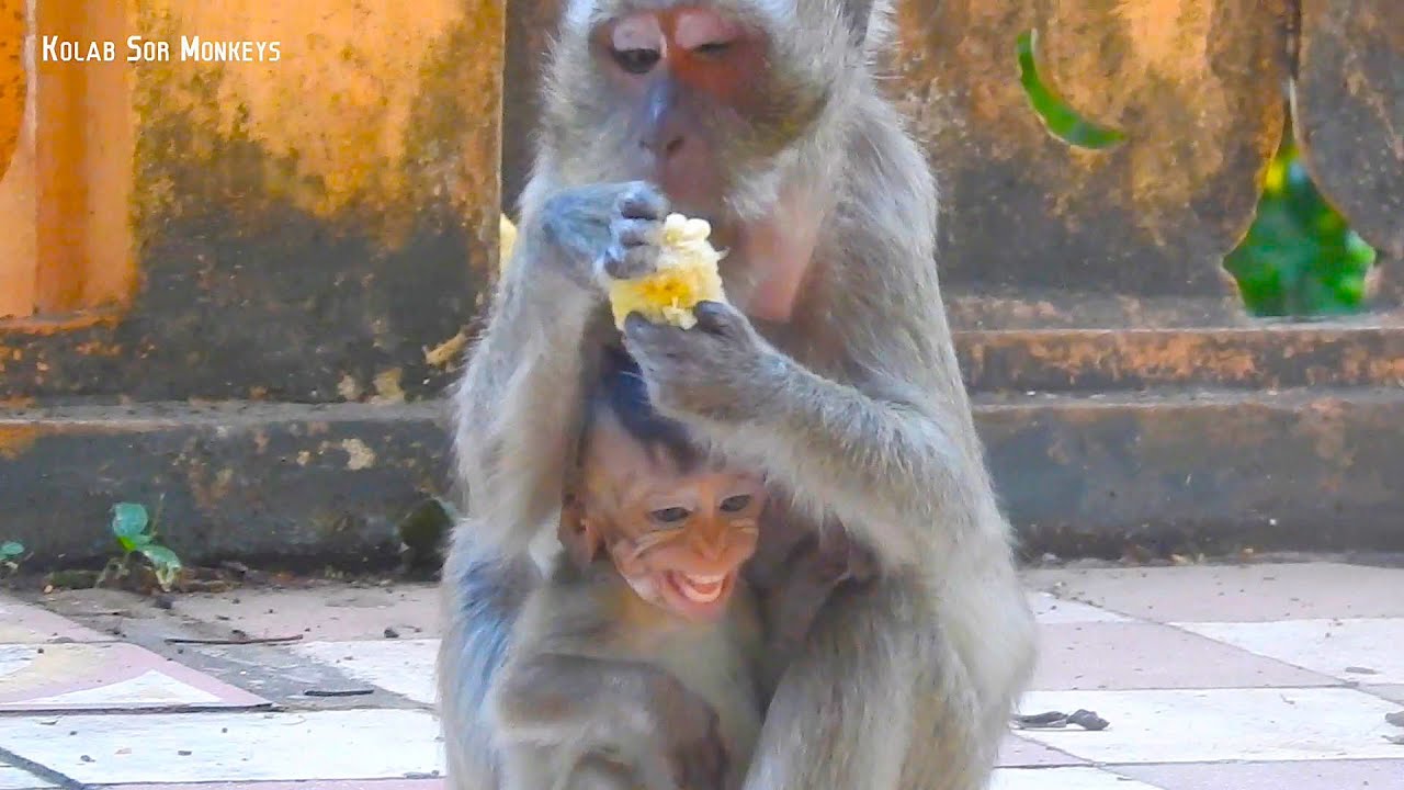 Pity blind baby Vigo trying to suck milk as mother Vigas is tired and really exhausted