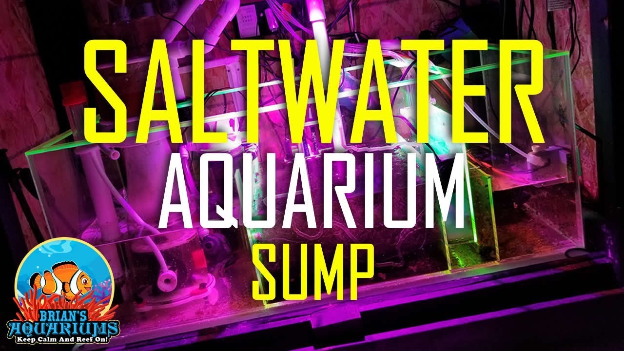 How I Setup my Sump for a Saltwater Aquarium