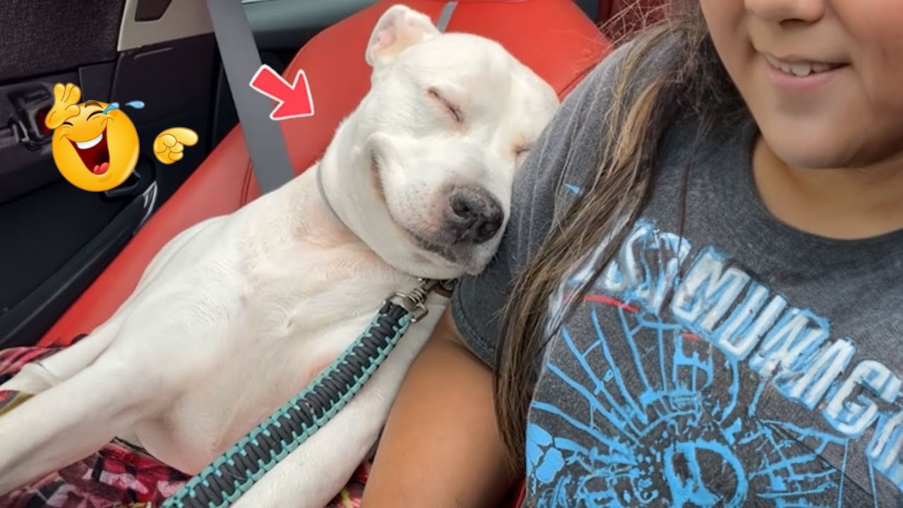 Hilarious Dogs That Will Make You Laugh Instantly 😂🐶 Funny Dog Video 2026