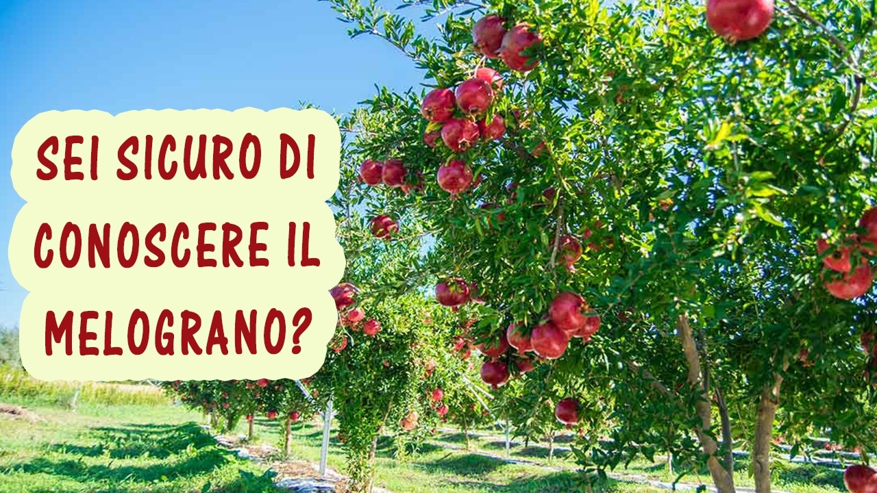 Il melograno / Guida completa: Origine, Storia, Proprietà, Propagazione, Potatura, Innesto ...