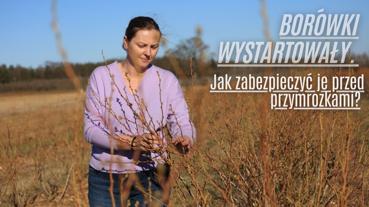 Borówki wystartowały. Jak zabezpieczyć je przed przymrozkami?