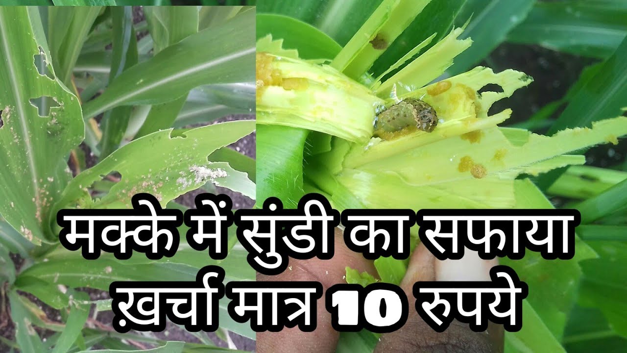 मक्के में आर्मीवर्म किट को कैसे नियंत्रण करे। डिटर्जेंट पावडर से सुंडी इल्ली को कैसे मारे