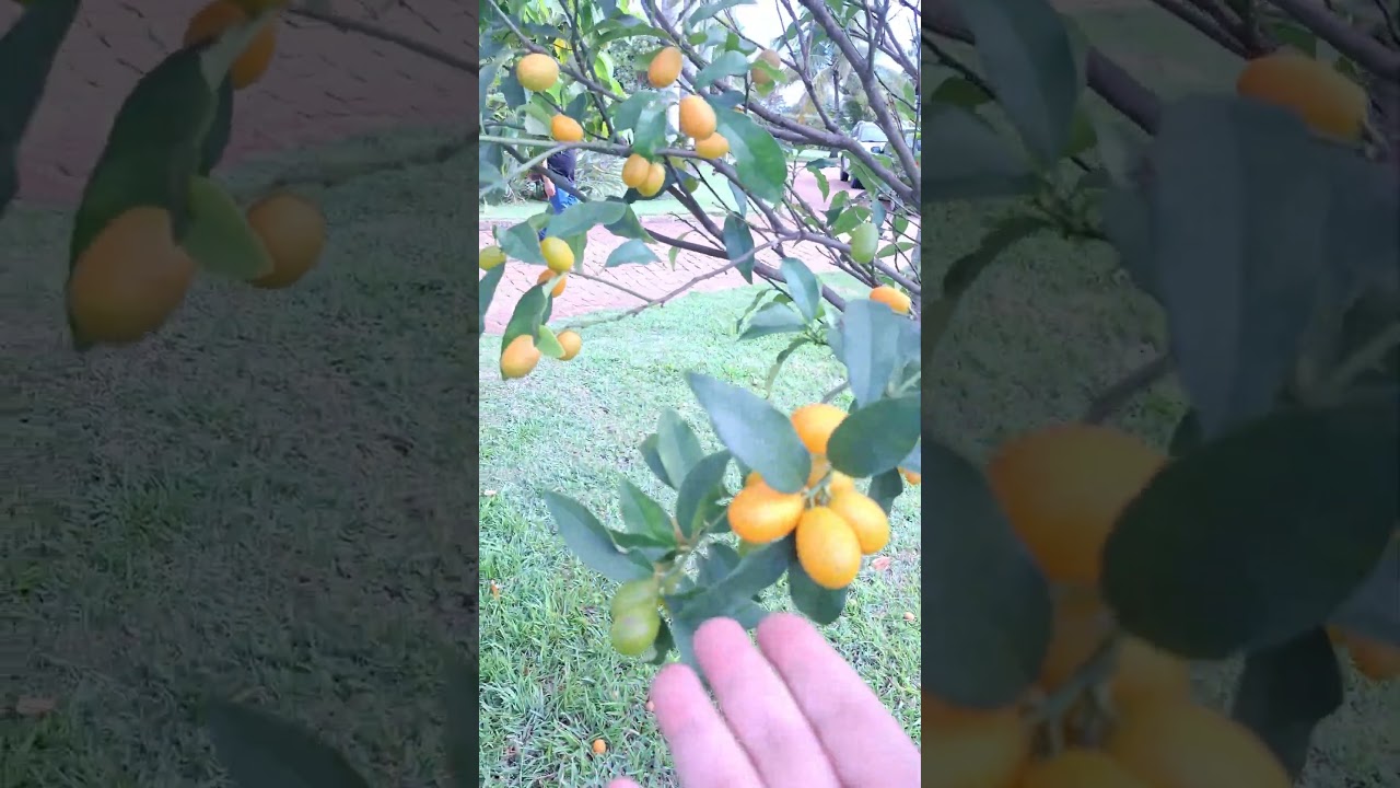 LARANJA KINKAN. VOCÊ SABE A ORIGEM 