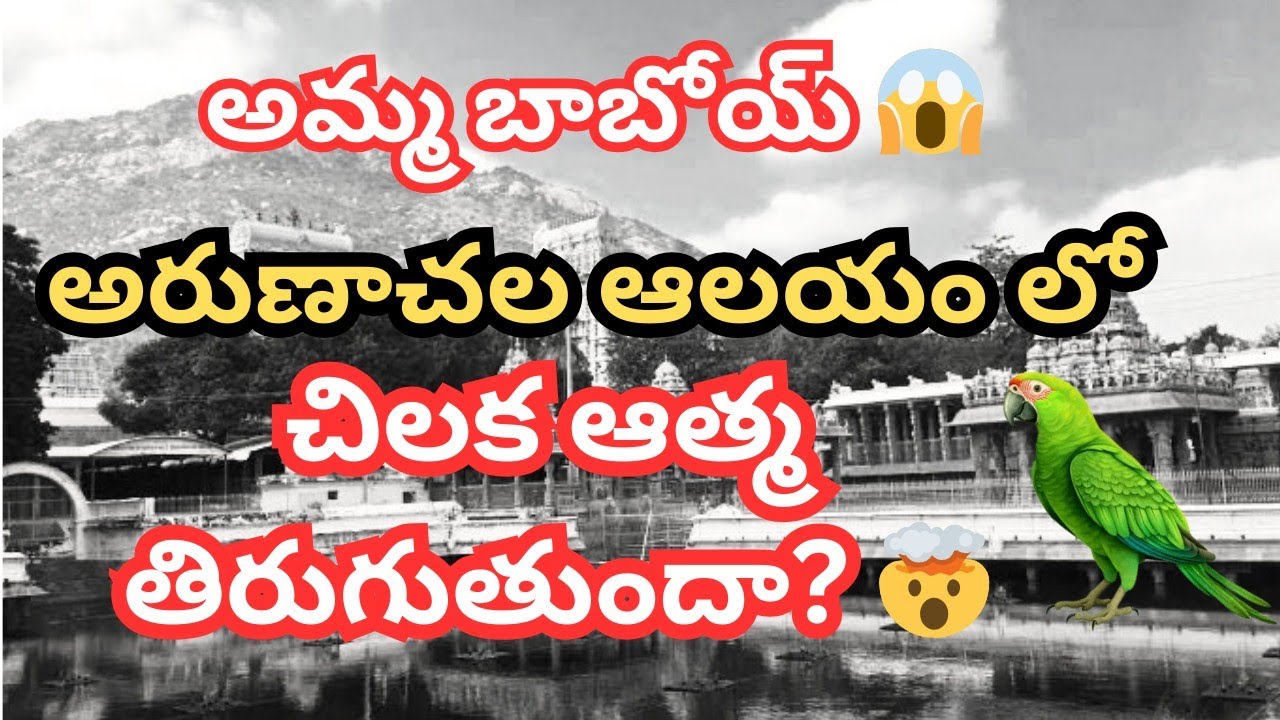 వామ్మో 😱 అరుణాచల ఆలయం లో 🤯చిలక ఆత్మ తిరుగుతుందా? || ARUNACHALAM TEMPLE VIDEOS || ARUNACHALAM 