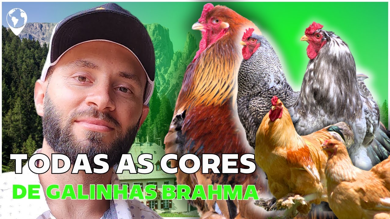 Turismo rural: A história de Vinicius e sua pousada com GALINHAS EXÓTICAS | Petrópolis - RJ