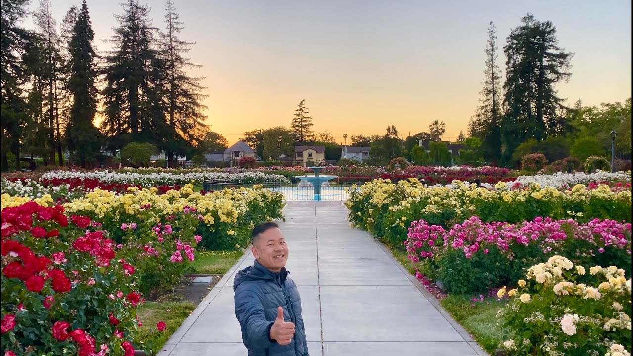 Super Bloom at Municipal Rose Garden, San Jose, CA 5/24/2021