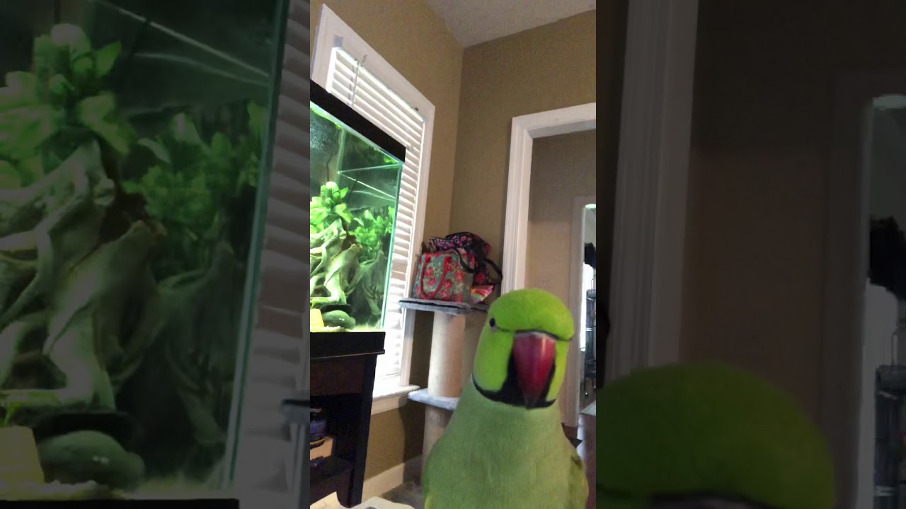 Cooper this bird is too cute