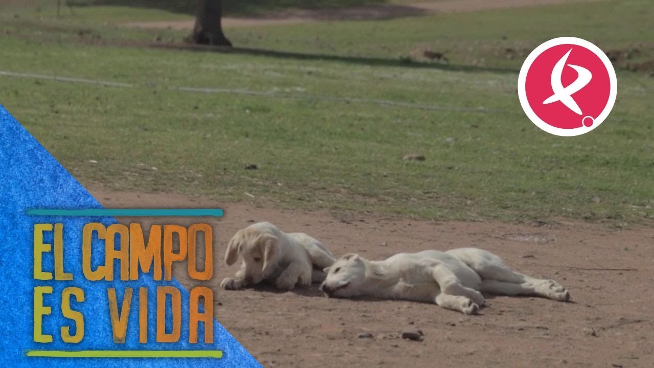 Muere Nicky Jam, el border collie más joven de Chabeli | El campo es vida