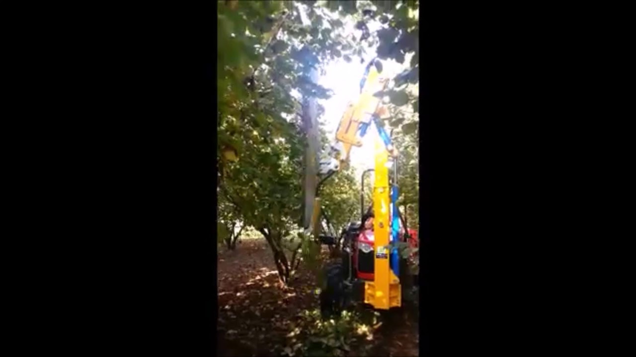 Hazle Tree Pruning   Potatura Meccanica Nocciolo