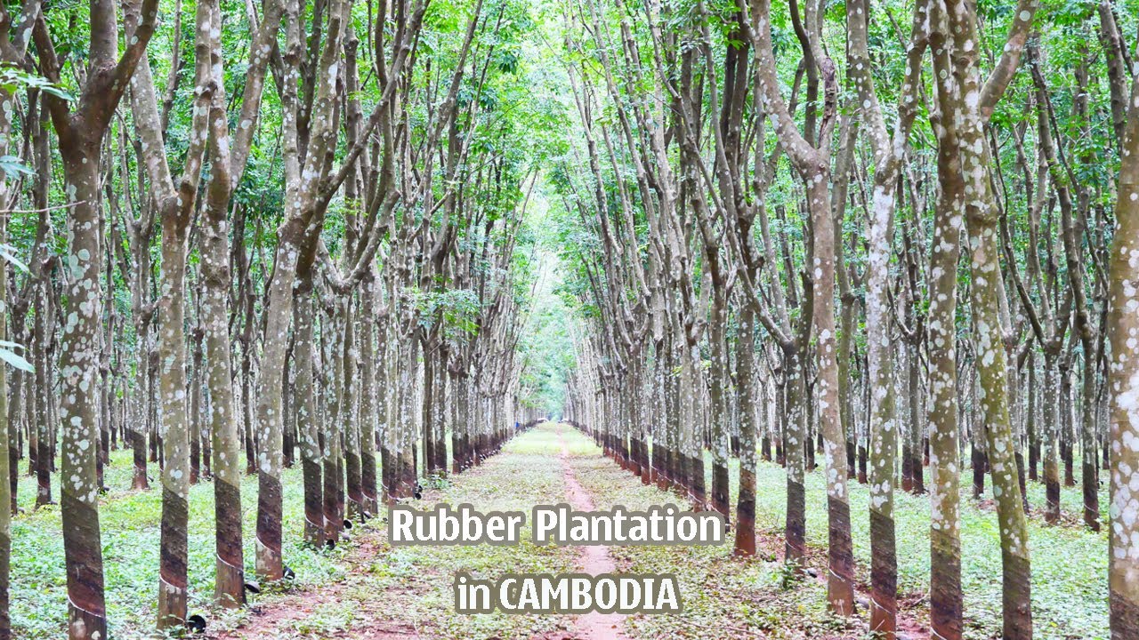 Tour at Rubber Plantation in Kampong Cham|Wonder Cambo Tour