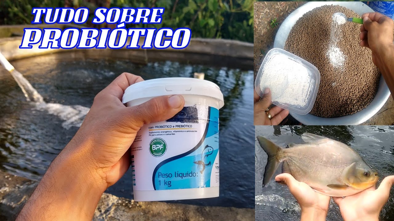 PROBIÓTICA, VANTAGENS NA PISCICULTURA E MODO DE USAR CORRETAMENTE