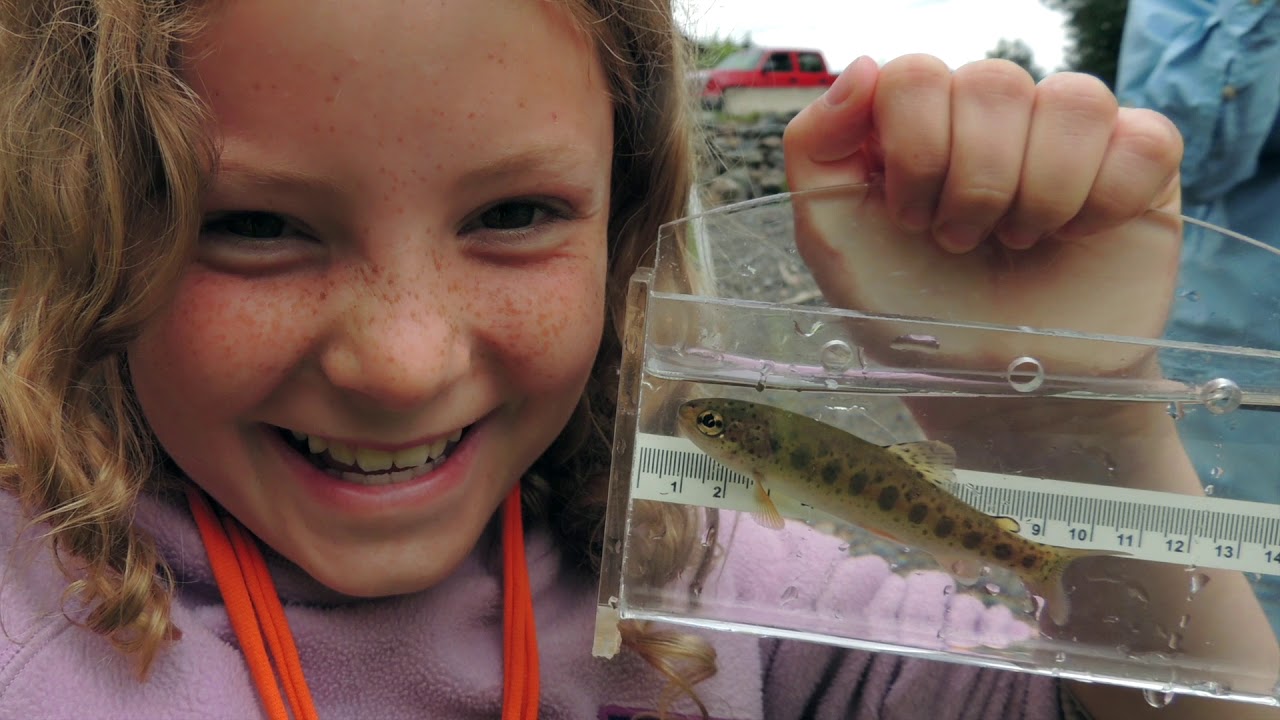 A Story of Salmon in Houston, BC