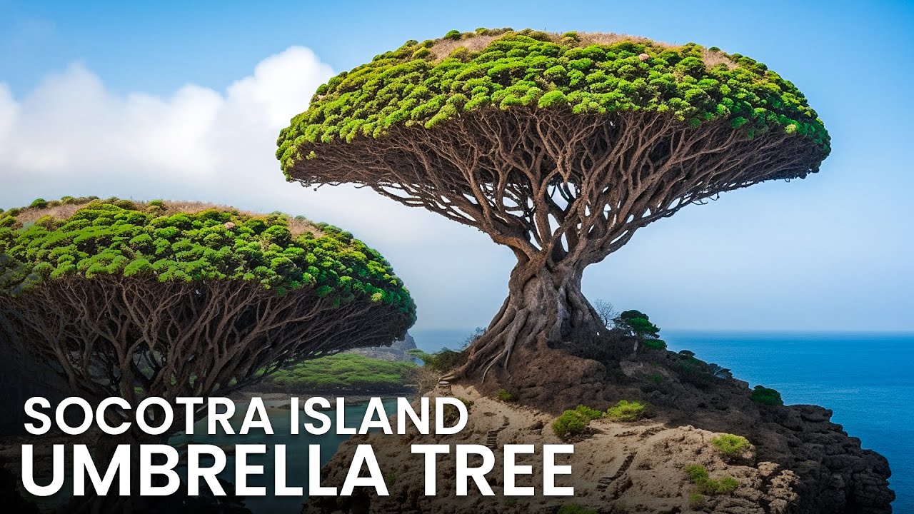 Unbelievable! Socotra Island's Jaw-Dropping Umbrella Trees