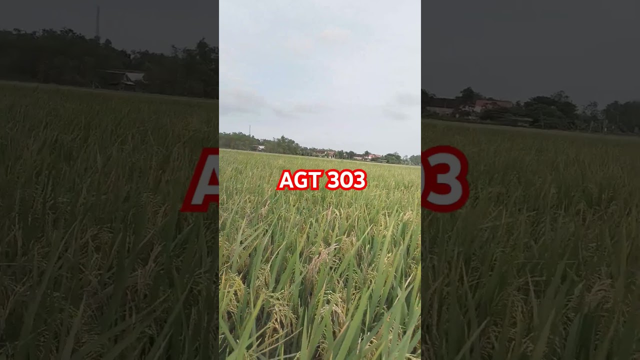 AGT 303