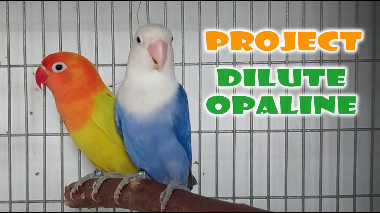 PROJECT DILUTE OPALINE