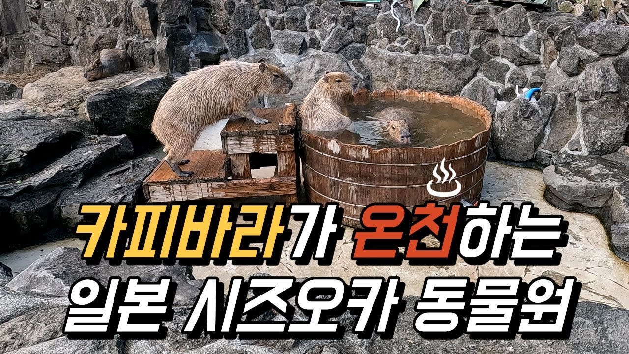 [일본 렌트카5] 카피바라가 온천하는 동물원 ㅣ  '환승연애'에서는 달달하던데.. 우리에겐 기묘(?)했던 이즈 사보텐 동물원 찐후기