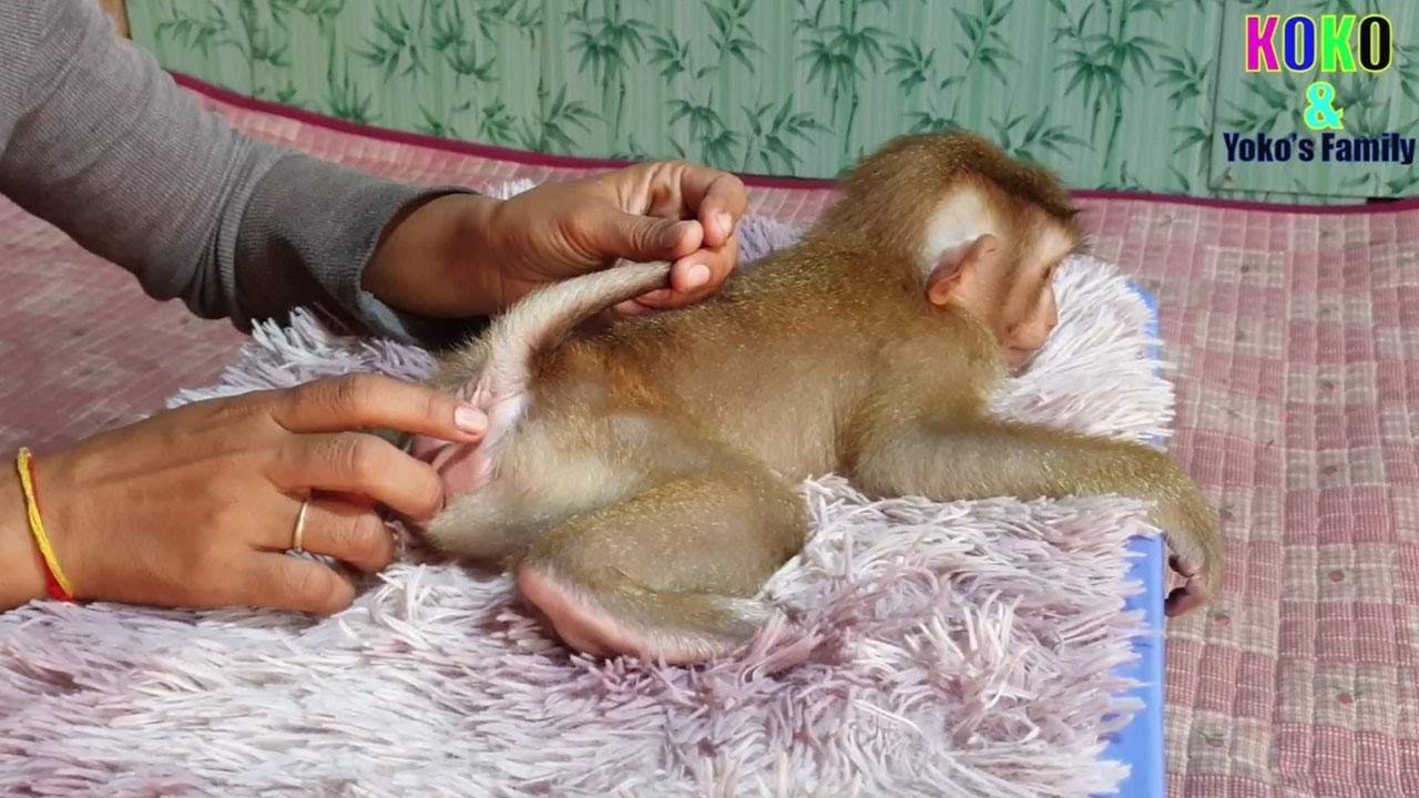 Most Obedient Little Baby Monkey Yoko Relax For Comfy Groom & Wear Diaper