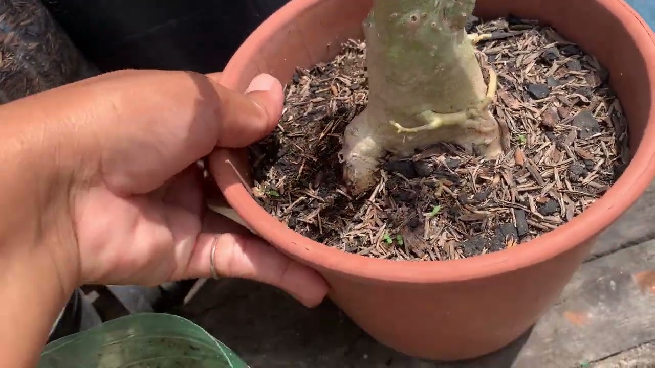 Pessoal passando aqui pra explicar o motivo que passei sem gravar vídeo #rosadodeserto ❤️🥺