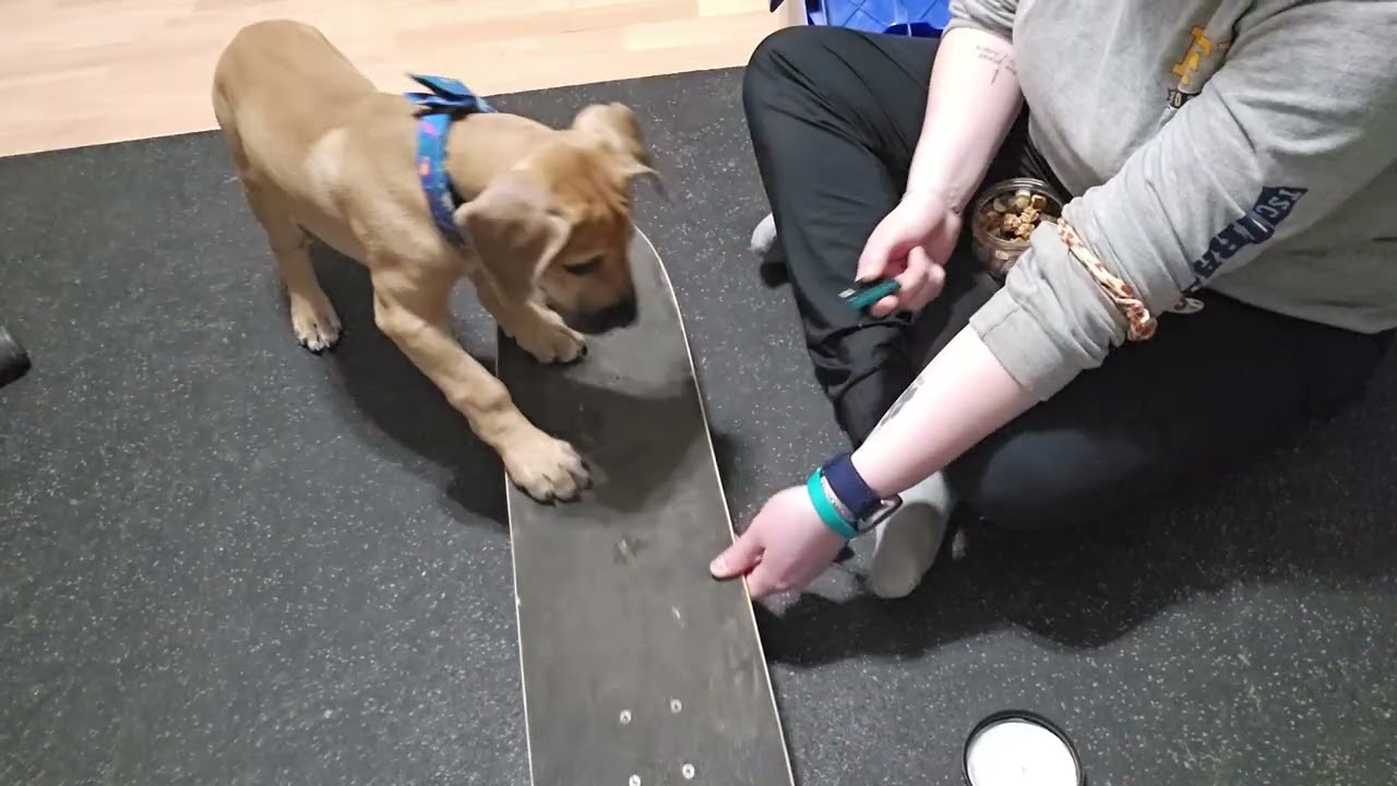 Confidence building with gunnar and a skateboard 🛹 