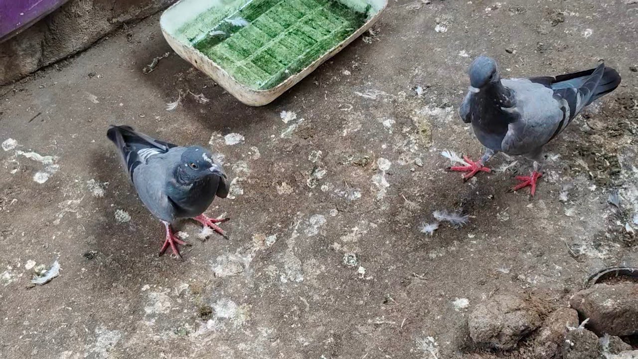 Teen Madrasi  Baccho Mai Do Para Baccha Maadi Nikla //Handtamed Pigeon//Kabutar //How To Tame Pigeon